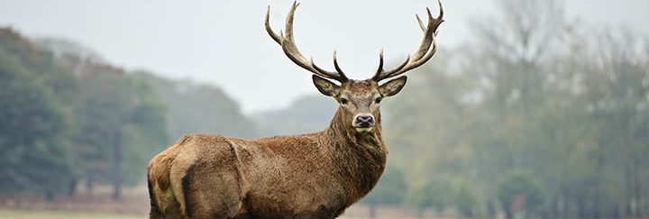 gallery/red deer web
