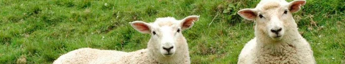 gallery/ovejas bloques