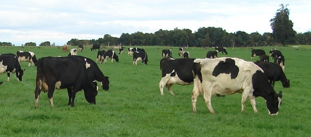 gallery/vacas bloques